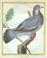 Лесной голубь - Гравюра (ручная раскраска - Франция, вторая половина XVIII века) артикул 1791c.